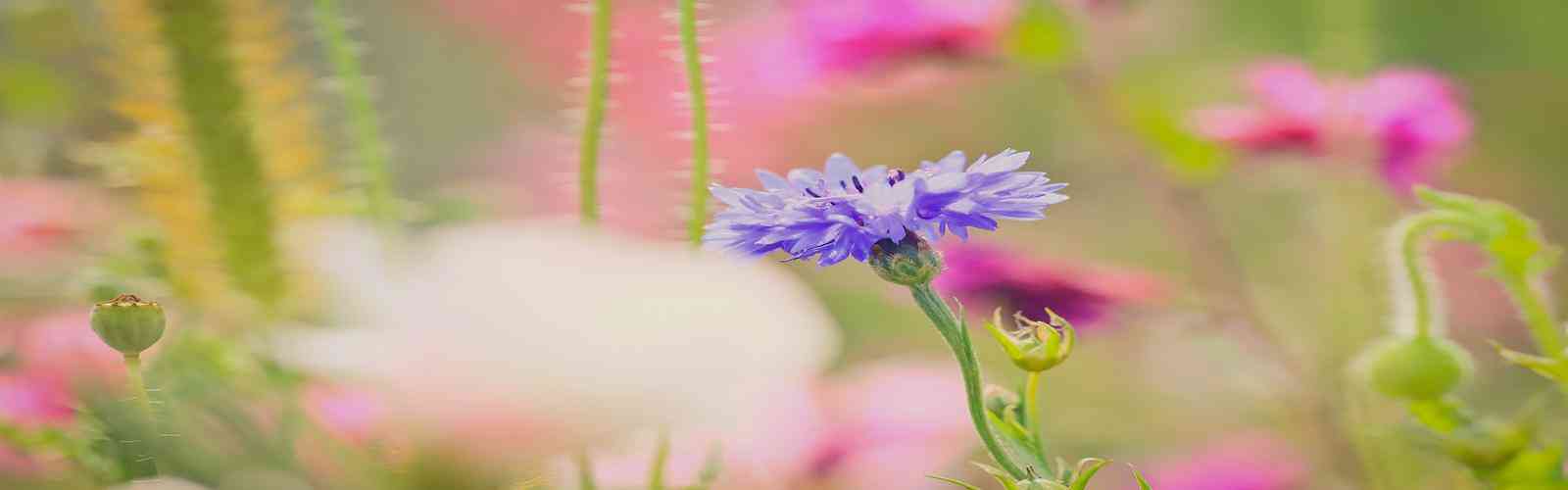 41660全球赢家的信心